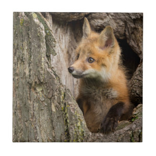 USA, Minnesota, Sandstone, Minnesota Wildlife 14 Tegeltje