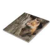 USA, Minnesota, Sandstone, Minnesota Wildlife 14 Tegeltje (Zijkant)