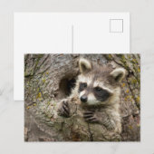 USA, Minnesota, Sandstone, Minnesota Wildlife 16 Briefkaart (Voorkant / Achterkant)