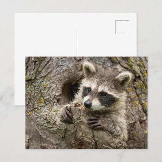 USA, Minnesota, Sandstone, Minnesota Wildlife 16 Briefkaart (Voorkant / Achterkant)