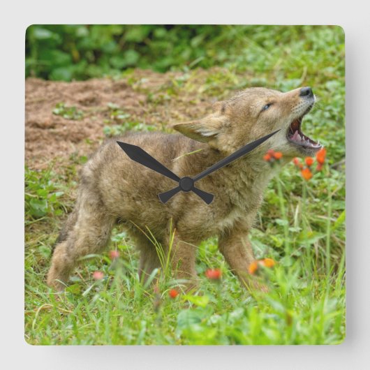 USA, Minnesota, Sandstone, Minnesota Wildlife 17 Vierkante Klok (Voorkant)