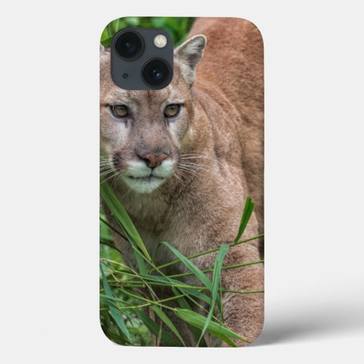 USA, Minnesota, Sandstone, Minnesota Wildlife 18 Case-Mate iPhone Case (Achterkant)