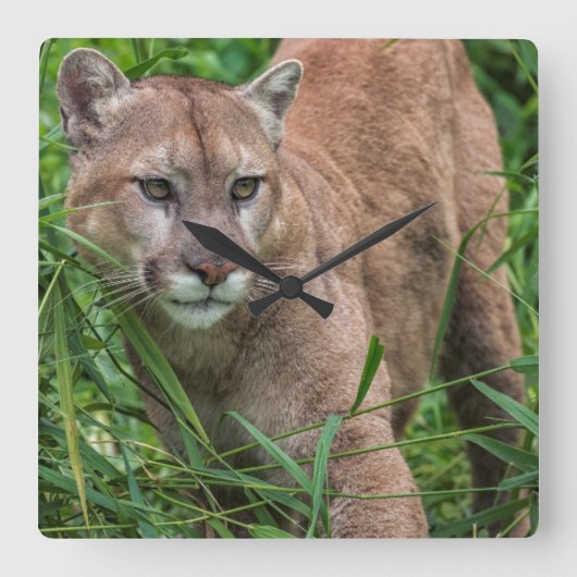 USA, Minnesota, Sandstone, Minnesota Wildlife 18 Vierkante Klok (Voorkant)