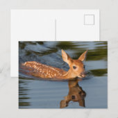 USA, Minnesota, Sandstone, Minnesota Wildlife 19 Briefkaart (Voorkant / Achterkant)