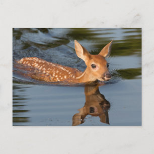 USA, Minnesota, Sandstone, Minnesota Wildlife 19 Briefkaart