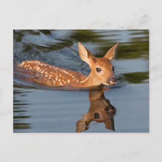 USA, Minnesota, Sandstone, Minnesota Wildlife 19 Briefkaart (Voorkant)