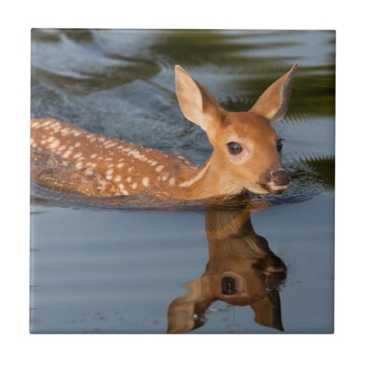 USA, Minnesota, Sandstone, Minnesota Wildlife 19 Tegeltje (Voorkant)