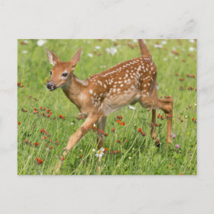 USA, Minnesota, Sandstone, Minnesota Wildlife 20 Briefkaart
