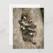 USA, Minnesota, Sandstone, Minnesota Wildlife 7 Briefkaart (Voorkant / Achterkant)