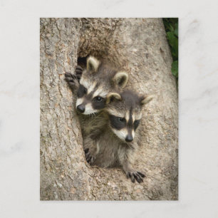 USA, Minnesota, Sandstone, Minnesota Wildlife 7 Briefkaart