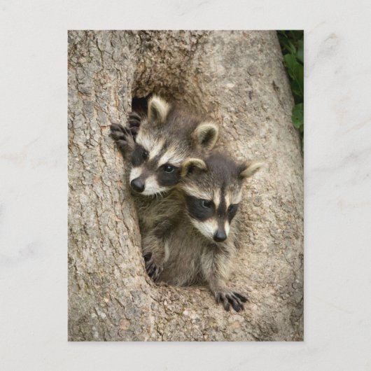 USA, Minnesota, Sandstone, Minnesota Wildlife 7 Briefkaart (Voorkant)