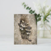 USA, Minnesota, Sandstone, Minnesota Wildlife 7 Briefkaart (Staand voorkant)