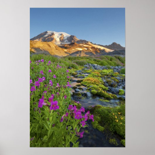 USA, Mt. Rainier National Park, Washington. Poster (Voorkant)