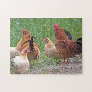 USA, Nebraska. Chickens Legpuzzel