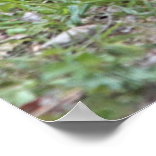 USA, Nebraska. Chickens Poster (Hoek)