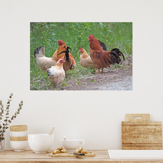 USA, Nebraska. Chickens Poster (Keuken)