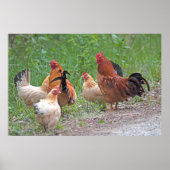 USA, Nebraska. Chickens Poster (Voorkant)