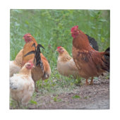 USA, Nebraska. Chickens Tegeltje (Voorkant)