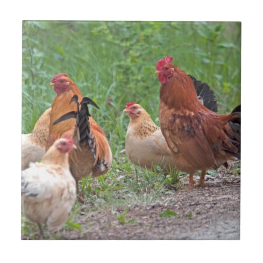 USA, Nebraska. Chickens Tegeltje (Voorkant)