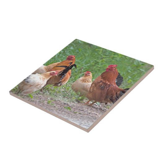 USA, Nebraska. Chickens Tegeltje (Zijkant)