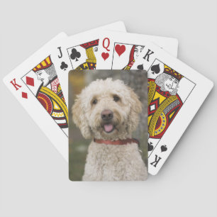 USA, New England, Massachusetts, Reading, Pokerkaarten