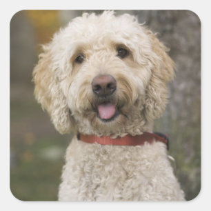 USA, New England, Massachusetts, Reading, Vierkante Sticker