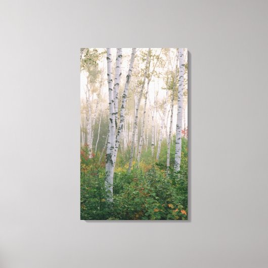 USA, New Hampshire. Birch trees in clearing fog Canvas Afdruk (Voorkant)