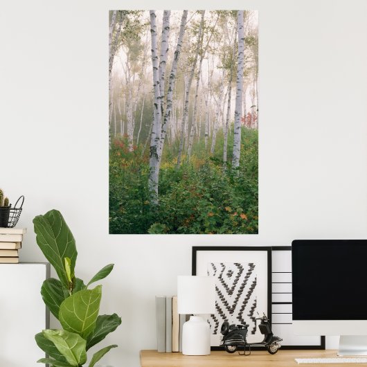 USA, New Hampshire. Birch trees in clearing fog Poster (Thuiskantoor)