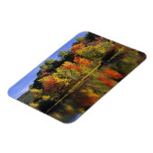 USA, New Hampshire, Moultonborough. Bomen in Magneet (Linkerzijde)