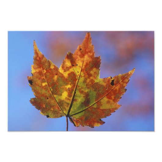 USA, New Hampshire, White Mountains, Franconia Foto Afdruk (Voorkant)