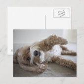 USA, New York, New York City, Brooklyn, Cockapoo Briefkaart (Voorkant / Achterkant)