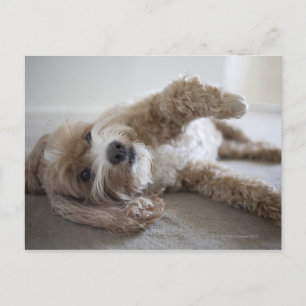 USA, New York, New York City, Brooklyn, Cockapoo Briefkaart