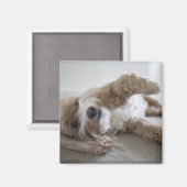 USA, New York, New York City, Brooklyn, Cockapoo Magneet (Voorkant / Achterkant)