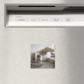 USA, New York, New York City, Brooklyn, Cockapoo Magneet (Insitu (Vaatwasser))