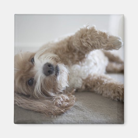 USA, New York, New York City, Brooklyn, Cockapoo Magneet (Voorkant)