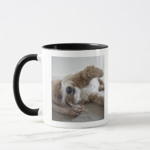 USA, New York, New York City, Brooklyn, Cockapoo Mok