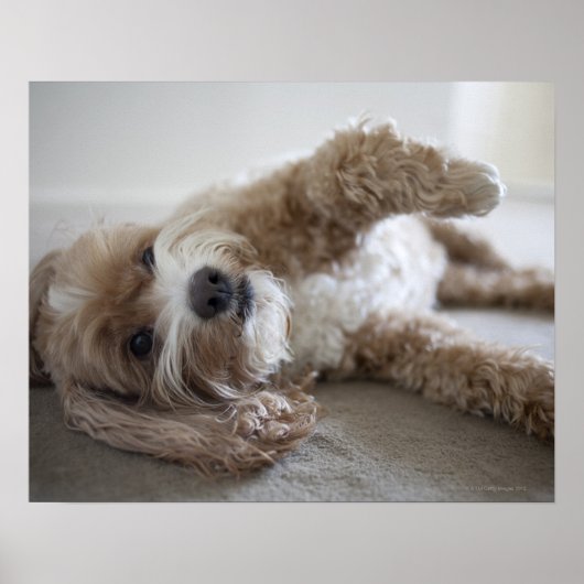 USA, New York, New York City, Brooklyn, Cockapoo Poster (Voorkant)