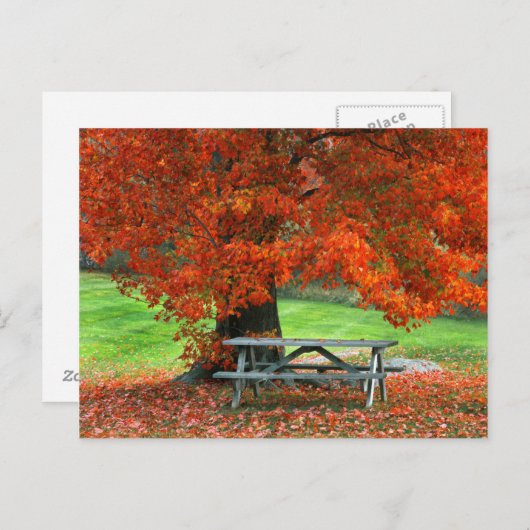 USA, New York, West Park. Bench Under Maple Briefkaart (Voorkant / Achterkant)