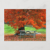 USA, New York, West Park. Bench Under Maple Briefkaart (Voorkant)