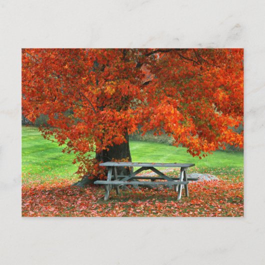 USA, New York, West Park. Bench Under Maple Briefkaart (Voorkant)