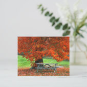 USA, New York, West Park. Bench Under Maple Briefkaart (Staand voorkant)