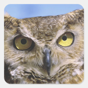 USA, Oregon, Bend. Grote hoezen in de Hoorn zijn g Vierkante Sticker