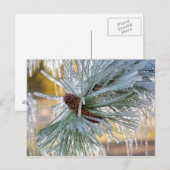 USA, Oregon, Bend. Ponderosa pijnnaalden zijn Briefkaart (Voorkant / Achterkant)