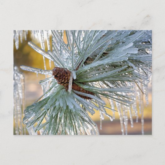 USA, Oregon, Bend. Ponderosa pijnnaalden zijn Briefkaart (Voorkant)