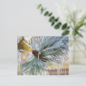 USA, Oregon, Bend. Ponderosa pijnnaalden zijn Briefkaart (Staand voorkant)