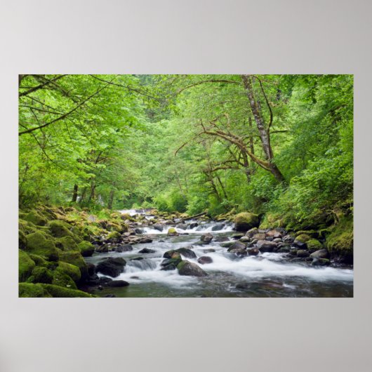 USA, Oregon, Columbia River Gorge, Tanner Creek 4 Poster (Voorkant)