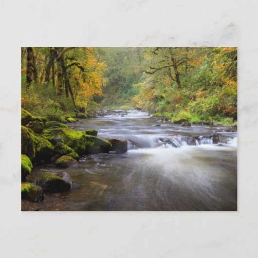 USA, Oregon, Columbia River Gorge, Tanner Creek Briefkaart (Voorkant)