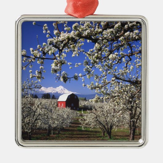 USA, Oregon, Hood River Valley, Par-boomgaard Metalen Ornament (Voorkant)