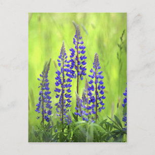 USA, Oregon, Mt. Hood National Forest, Lupine Briefkaart
