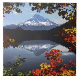 USA, Oregon, Mt. Hood National Forest. Tegeltje